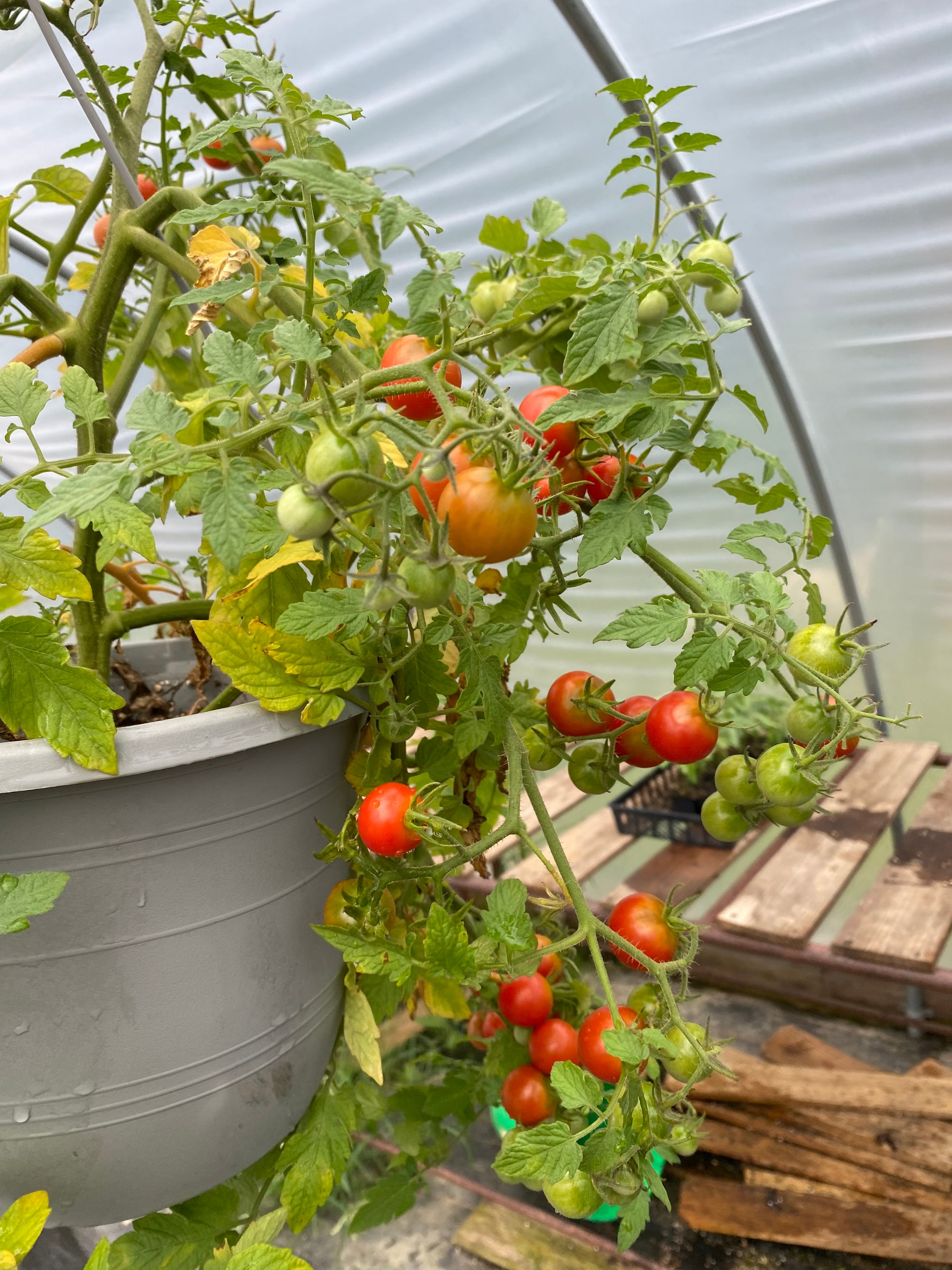 Cherry Tomato - Lizzano – Dry Bottom Farms and Nursery