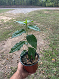 Limelight Hydrangea- 6" pot Fall 2026 preorder