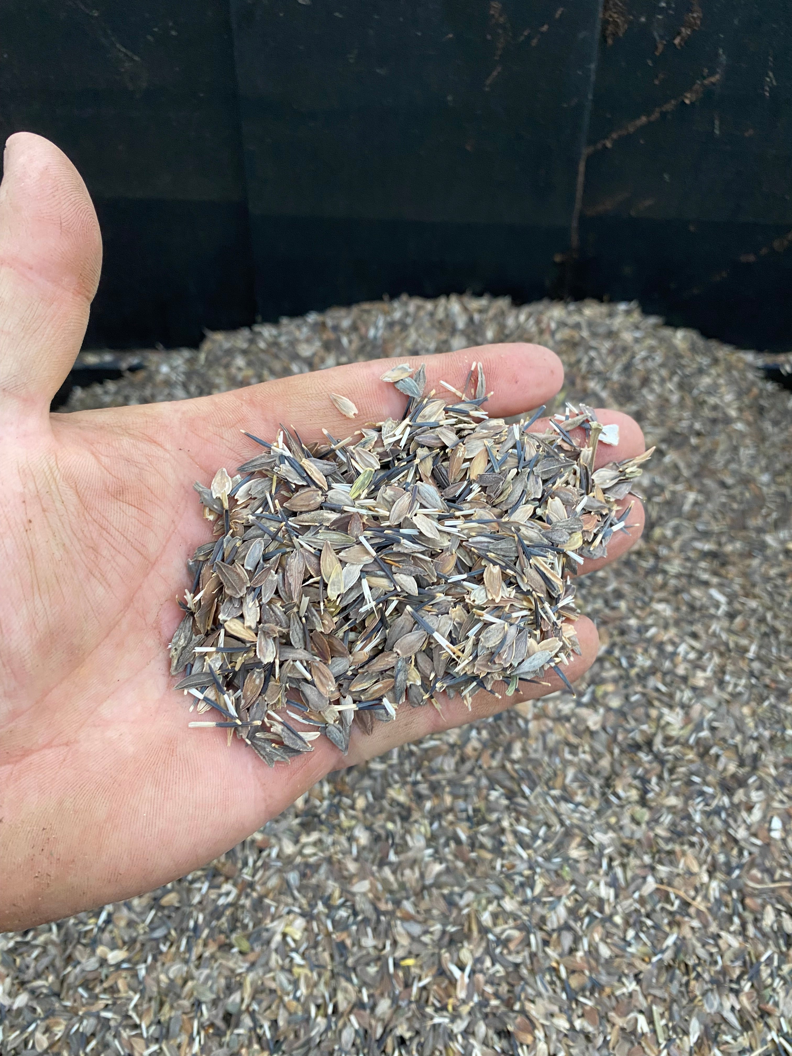 Dry Bottom Farms & Nursery Zinnia Seed