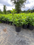 Limelight Hydrangea - 3 Gallon Pot Fall Preorder