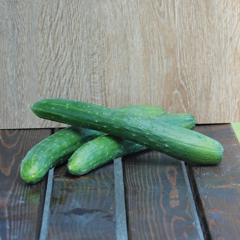 Cucumber - Burpless