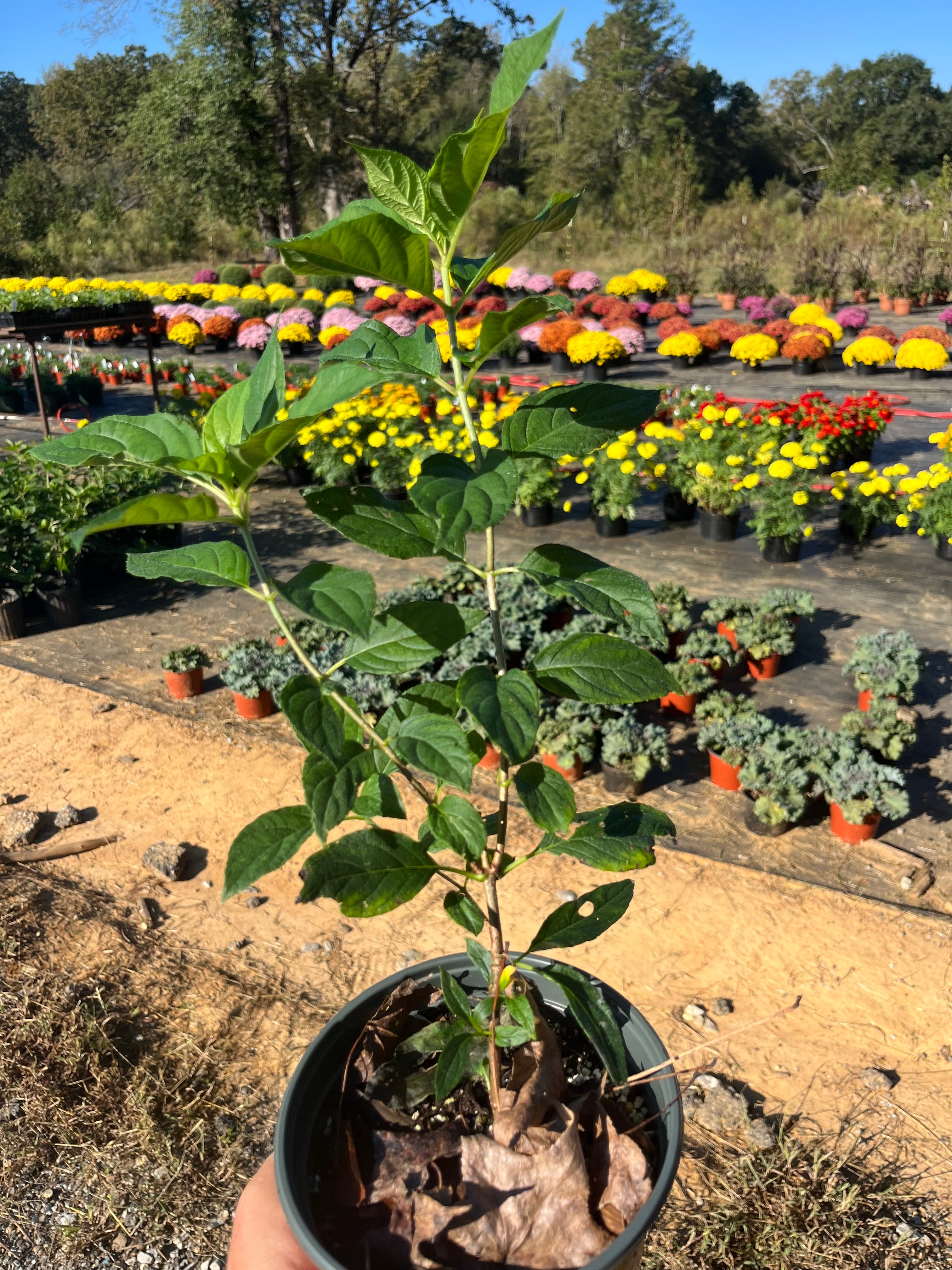 1 Gallon Limelight Hydrangea