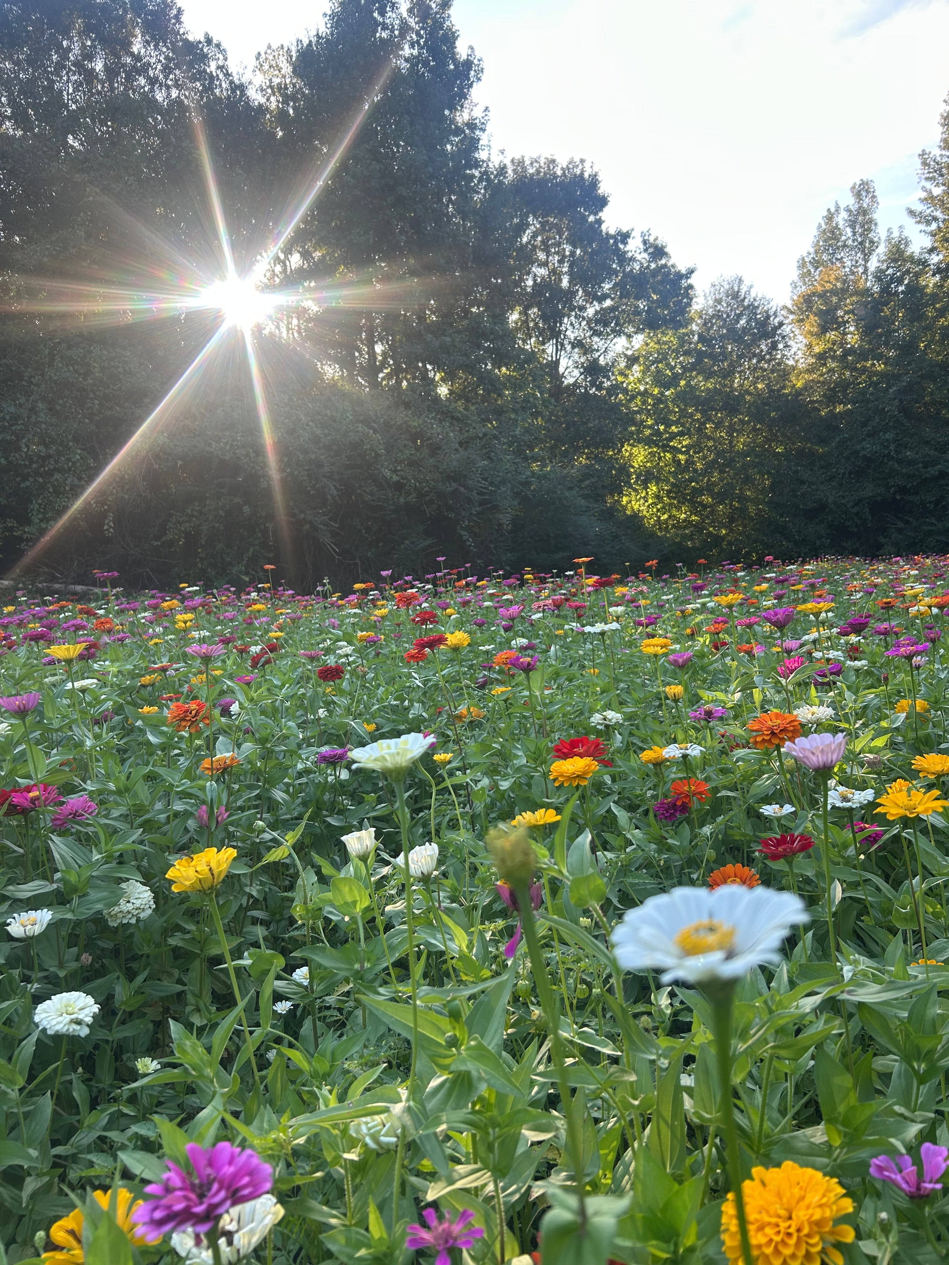 Dry Bottom Farms & Nursery Zinnia Seed