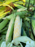 Sweet Corn - Essence (1000 Seed)