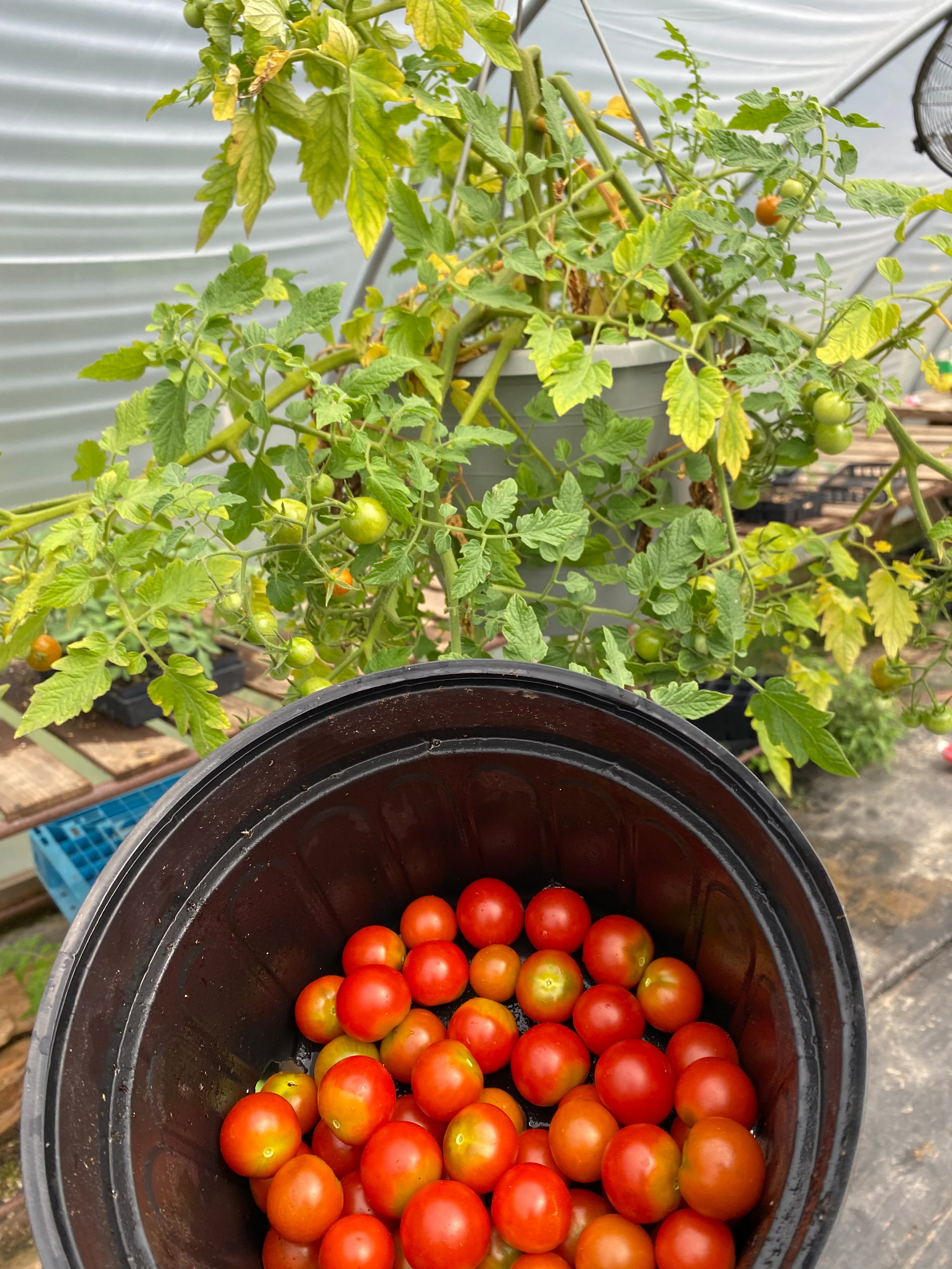 Cherry Tomato - Lizzano