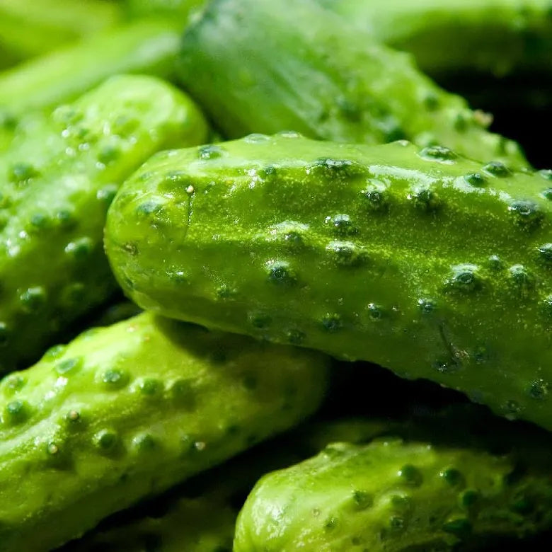 Cucumber - Pickling