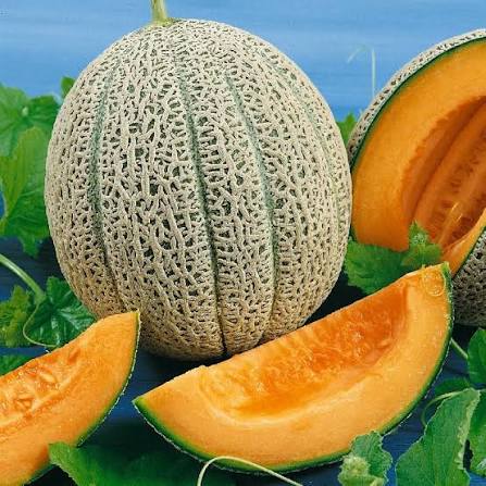 Cantaloupe - Hale's Best