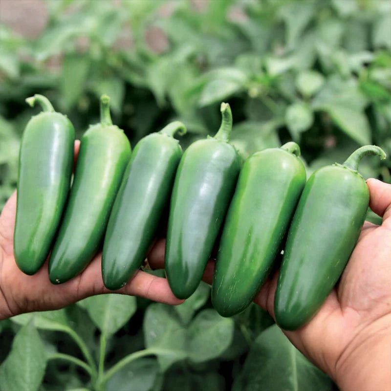 Pepper - Everman Jalapeno – Dry Bottom Farms and Nursery